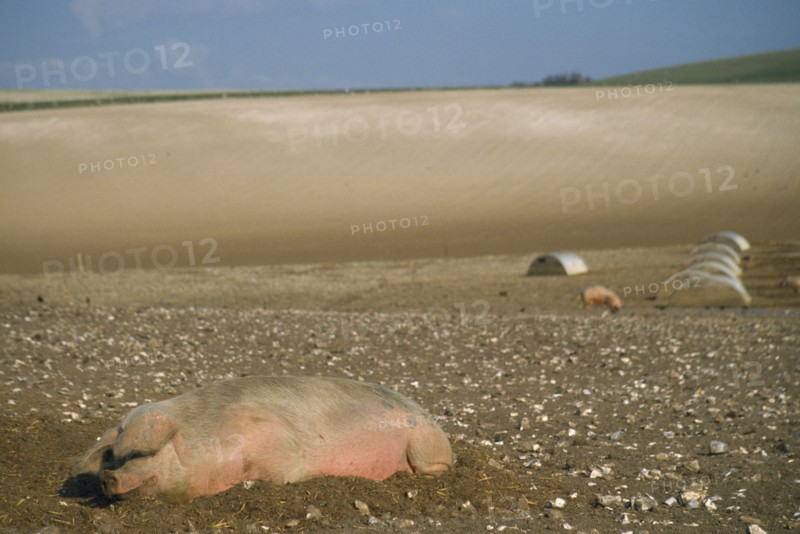 ENGLAND, South Downs, Agriculture, Pigs outside in hillside field.
