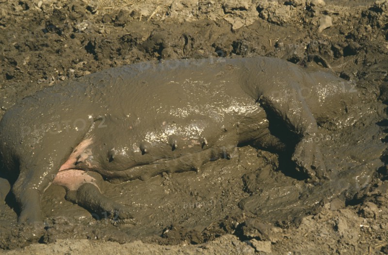 AGRICULTURE, Animals, Pigs, Sow wallowing in mud with head almost completely submerged.
