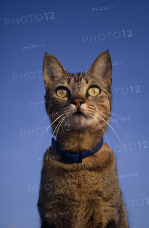 ANIMALS, Domestic, Cats, Spotted Oriental Tabby on deck of boat.