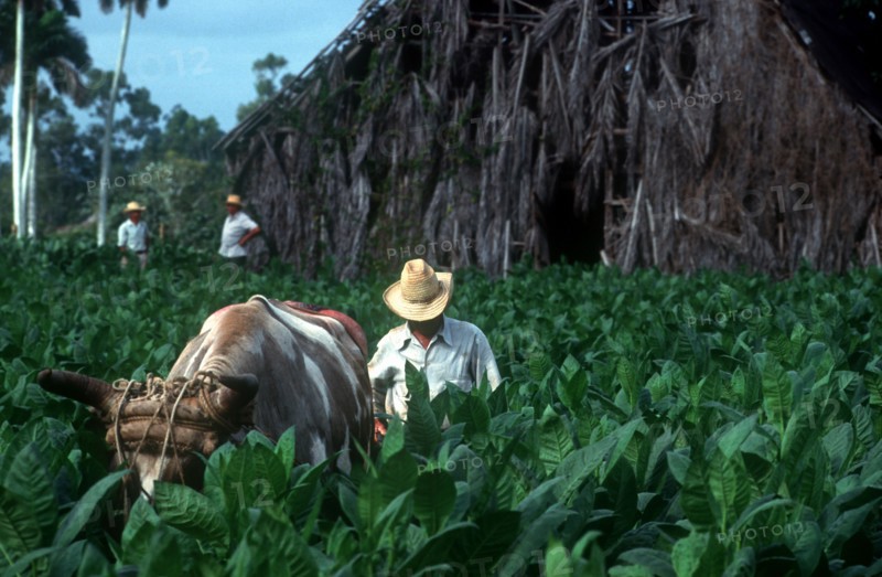 CUBA, Pinar Del Rio, Tobacco workers in field with ox
