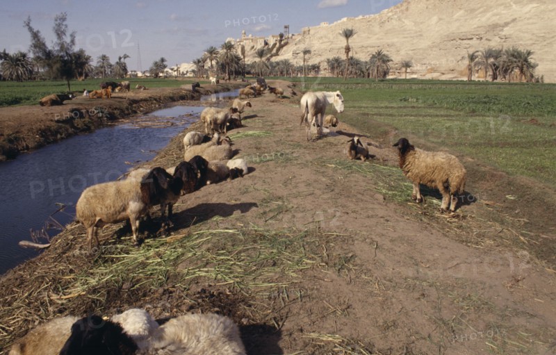 EGYPT, Nile Valley, El Minya, Animals near irrigation canal