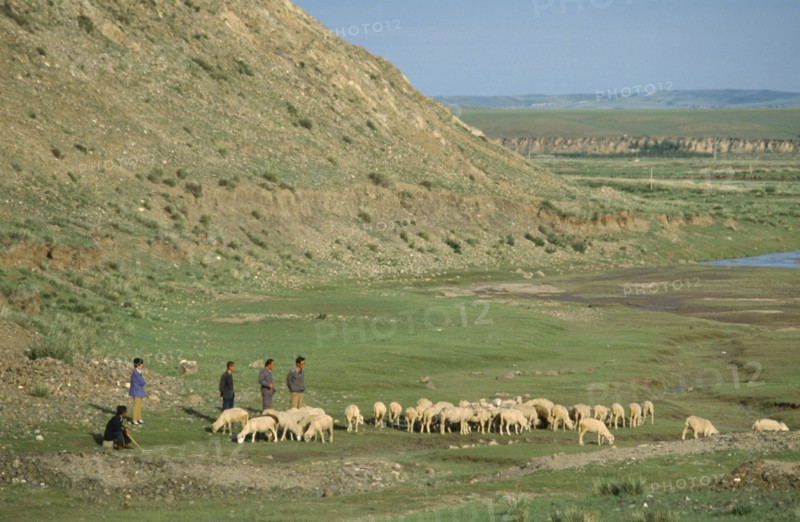MONGOLIA, Agriculture, Shepherds and flock in grasslands