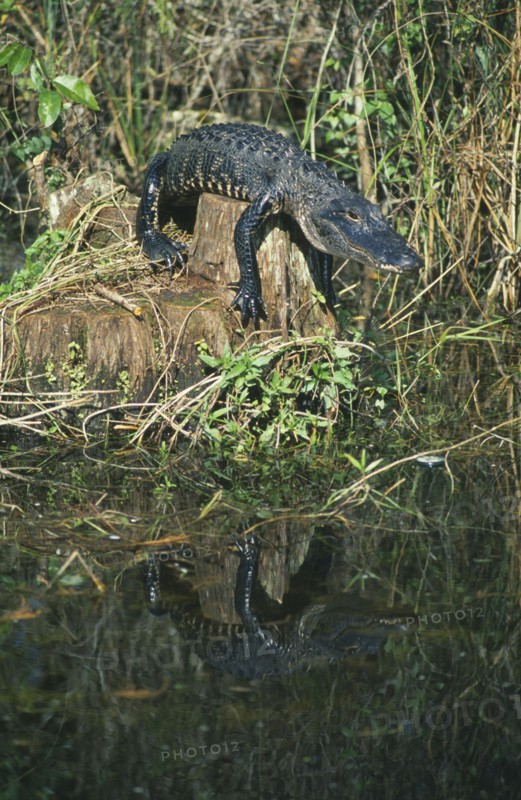 WILDLIFE, Sealife, Alligator, American Alligator (alligator mississippiensis) sunning itself on a log in Cypress National Reserve Florida USA