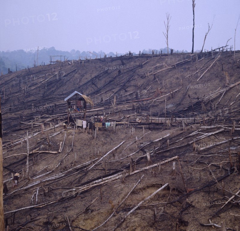 INDONESIA, Sumatra, "Deforestation, family in hut at centre of recently cleared forest "