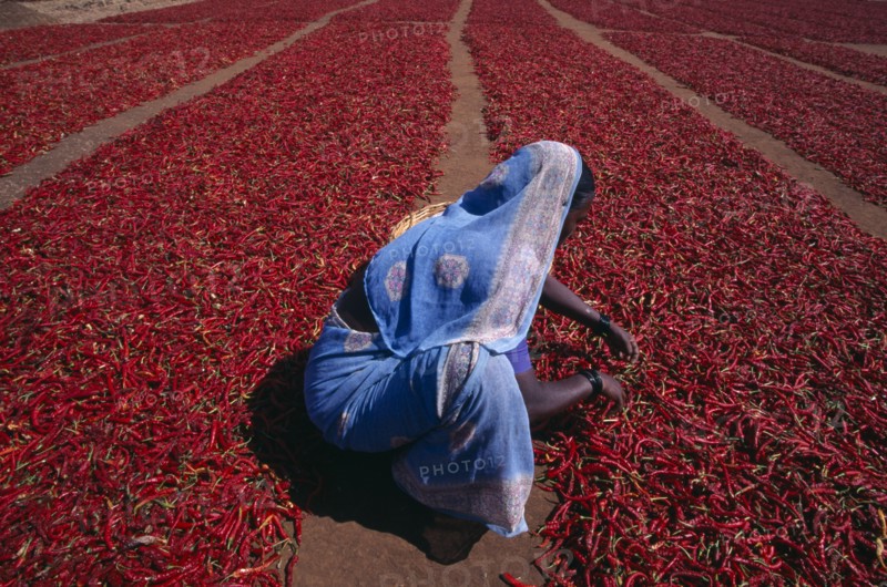 INDIA, Karnataka, Agriculture, Woman crouching to check red chillies spread out to dry on ground.
