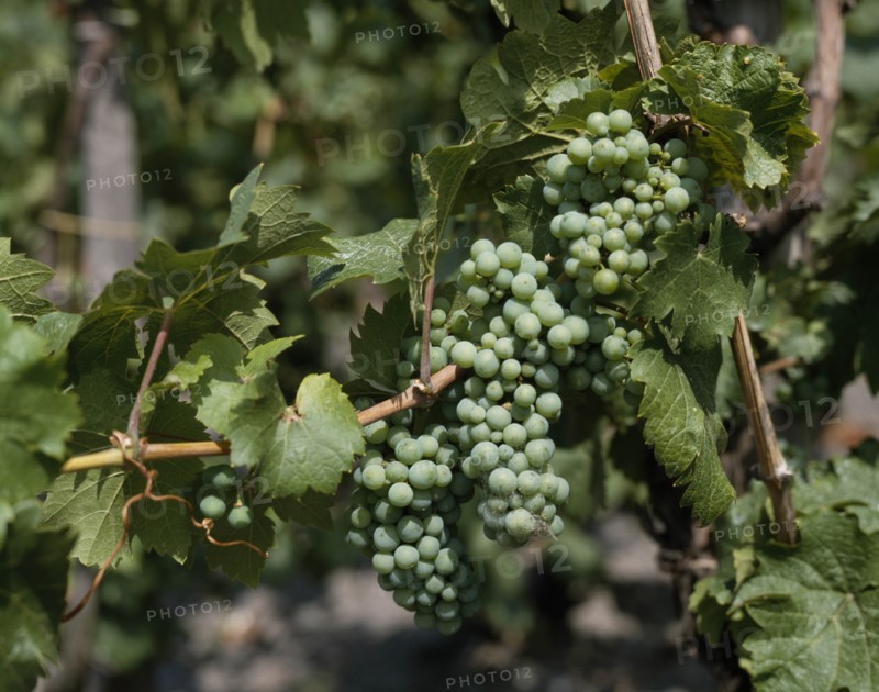 GERMANY, Rhineland, Mosel, Grapevine with close up of bunches of green Mosel grapes