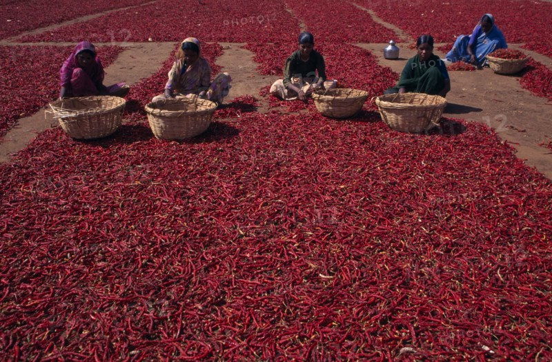 INDIA, Karnataka, Agriculture, Women sorting red chilles laid out on ground to dry.