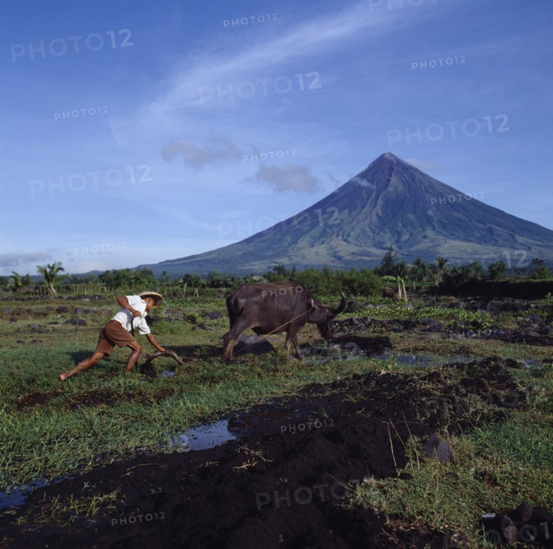 PHILIPPINES, Luzon Island, Legaspi, Man ploughing with bullock with the peak of the Mayon volcano behind.