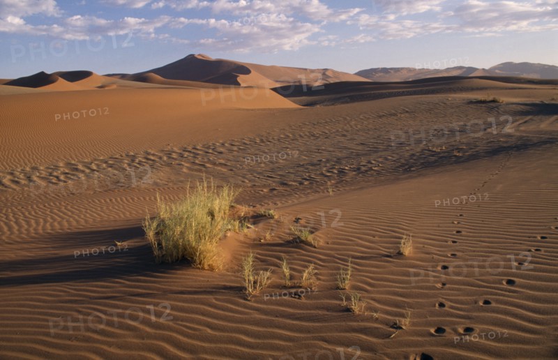 NAMIBIA, Landscape, Desert, Animal footprints in the rippled sand