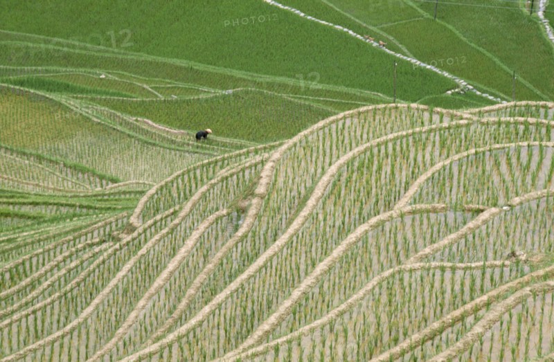 CHINA, Guangxi, Rice Terraces