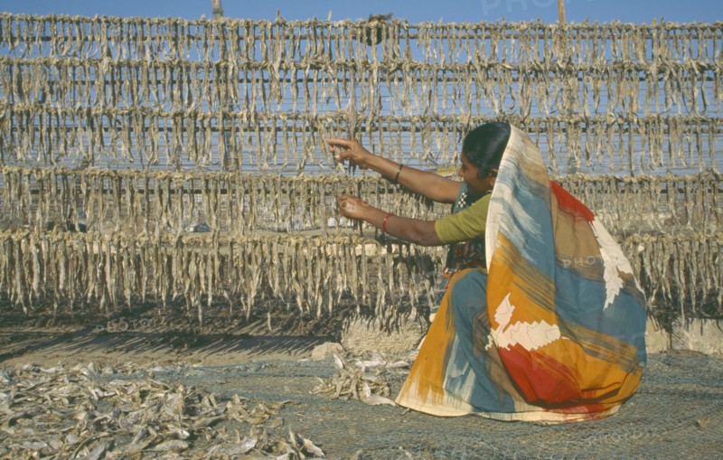 INDIA, Gujarat, Diu, Woman threading fish onto upright racks to dry.