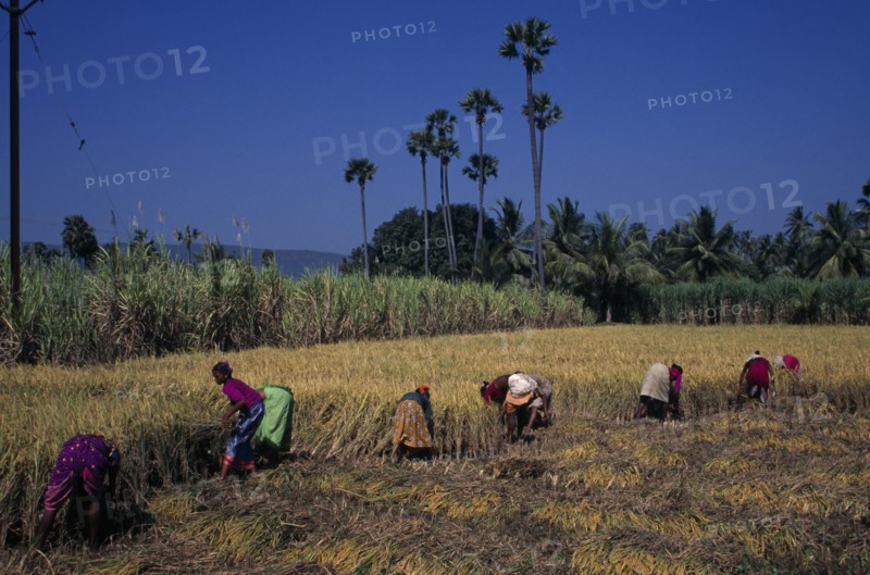INDIA, Orissa, Agriculture, Women working in field harvesting rice.