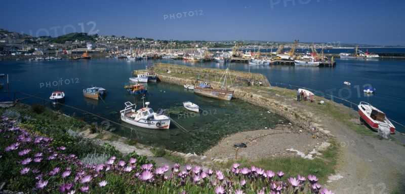 ENGLAND, Cornwall, Newlyn, View over purple flowers towards fishing boats in the harbour with clear blue sea and sky.