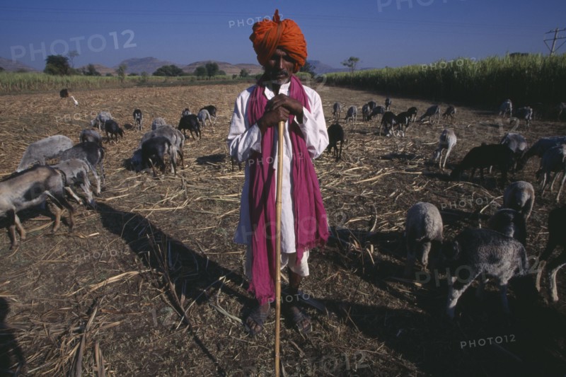 INDIA, Maharashtra, Agriculture, Shepherd wearing pink scarf and orange turban standing in front of flock.