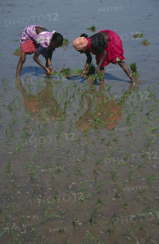 INDIA, Karnataka, Agriculture, "Women planting rice seedlings in paddy field, bending forward to plant individual seedlings and reflected in the water."