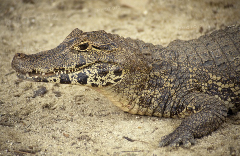 SEALIFE, Reptiles, Crocodiles, Caiman ( Caiman Crocodilus ) head and front foot portrait on the sand in Brazil