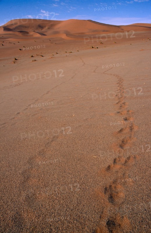 NAMIBIA, Landscape, Desert, Fading footprints in the sand leading out toward sand dunes on the horizon