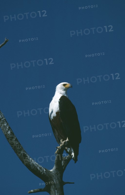 WILDLIFE, Birds, African Fish Eagle, African Fish Eagle (hallaeetus vocifer) sitting in a tree looking to one side at Amboseli Kenya