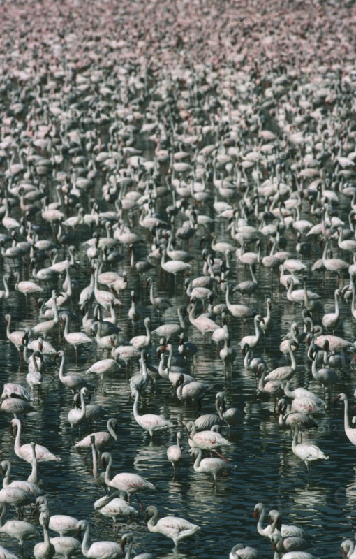 WILDLIFE, Birds, Flamingoes, Greater & Lesser Flamingo (phoenicopterus ruber and minor) massed in Lake Bogoria Kenya