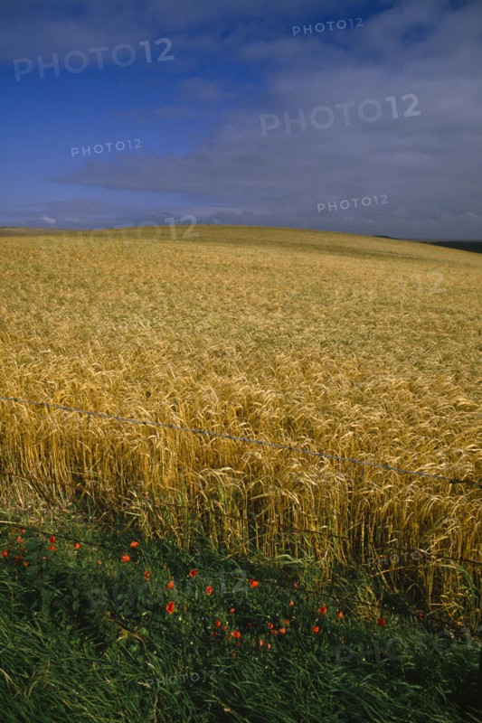 AGRICULTURE, Arable, Barley,  Field of ripe barley with poppies and blue sky.
