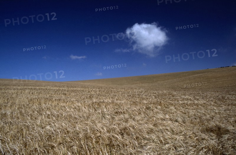 AGRICULTURE, Arable, Barley, A field of barley blowing in the wind with a solitary white cloud in the deep blue sky