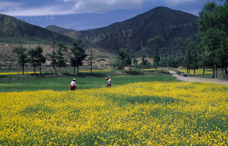 CHINA, Gansu Province, Xiahe, Field of oilseed rape in flower with two women walking along edge and mountain landscape behind.