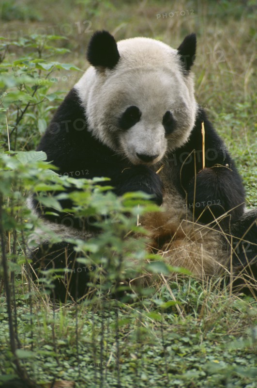 WILDLIFE, Bears, Panda, Giant Panda sitting on the ground eating bamboo at Chengdu Zoo