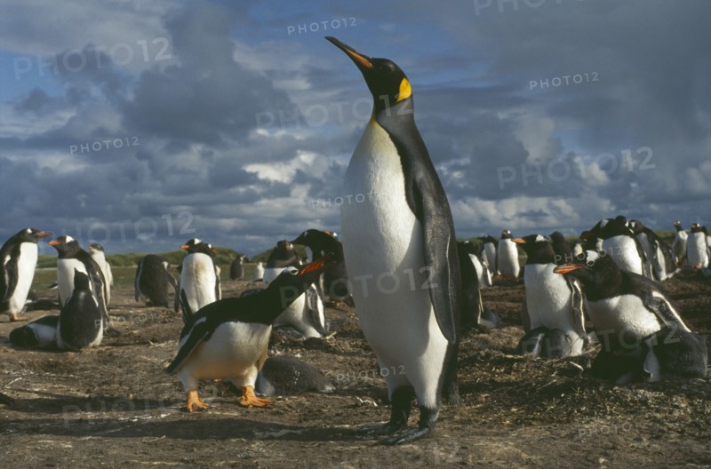 WILDLIFE, Birds, Penguins, King Penguin walking among nesting Gentoo Penguins