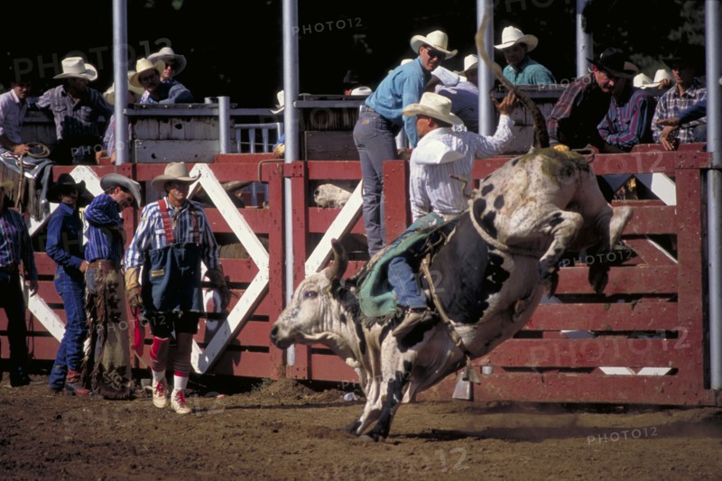 USA, South Dakota, Deadwood, Cowboy on bucking bull leaving the stalls at the arena watched by a clown at the Days Of 76 rodeo