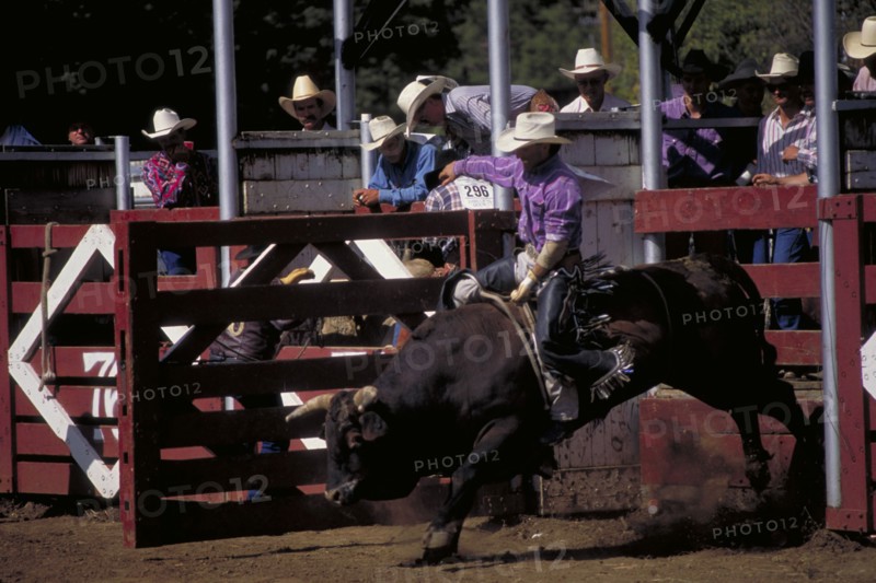 USA, South Dakota, Deadwood, Cowboy on bucking bull leaving the stalls in the arena of the Days Of 76 rodeo