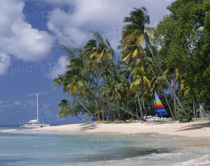 BARBADOS,  West Coast  , "Gibbs beach,deserted, hobie cat under palms, catamaran, green sea "
