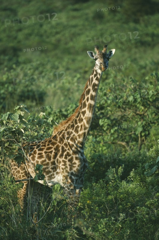WILDLIFE, Big Game, Giraffe, Maasai Giraffe (giraffa camelopardalis) amongst trees at Momella Tanzania