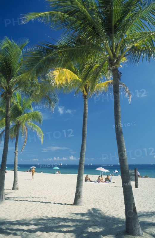 USA, Florida , Fort Lauderdale, Quiet white sand beach lined by palm trees.