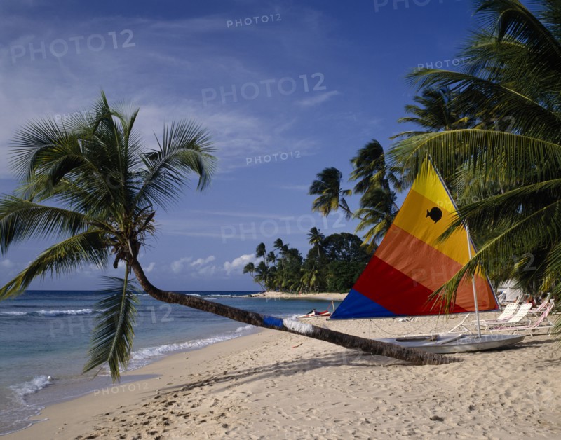 BARBADOS, St Peter, "Gibbs Beach, sunfish boat on beach, colourful sail, palm leaning "
