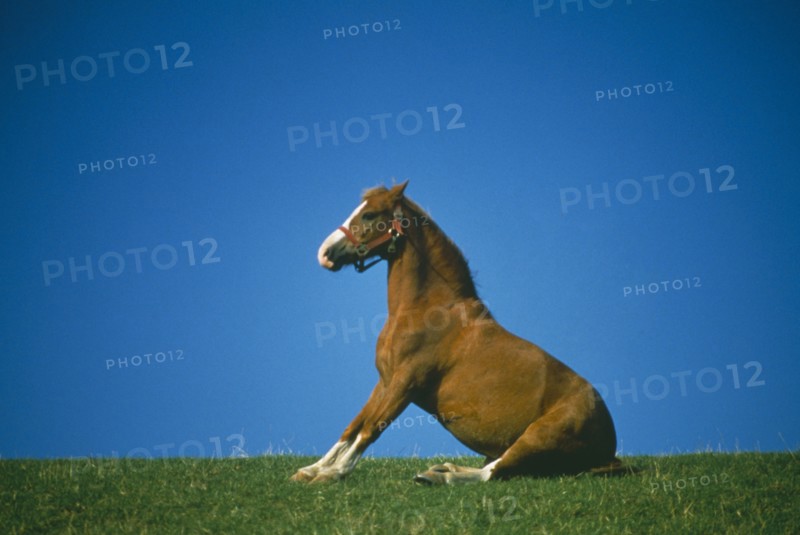 DOMESTIC ANIMALS, Horse, Pony on field ridge stretching out forelegs and sitting up on rump.