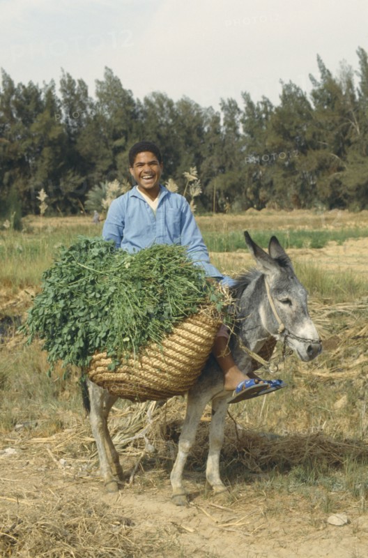 EGYPT, Agriculture, Crops, Man with a donkey carrying crops