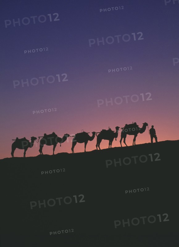 CHINA, Gansu, Dunhuang, "Silk Route. Line of camels on ridge sillhouetted at dawn, orange & blue sky"
