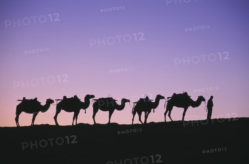 CHINA, Gansu, Dunhuang, "Silk Route. Line of camels on ridge sillhouetted at dawn, pink & purple sky"