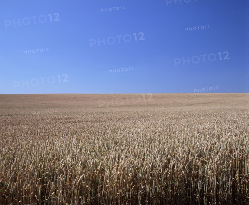 FRANCE, Marne, Agriculture, Field of ripe wheat.