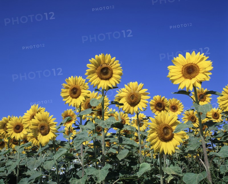 FRANCE, Champagne Ardenne , Marne, Sunflowers against a cloudless sky.