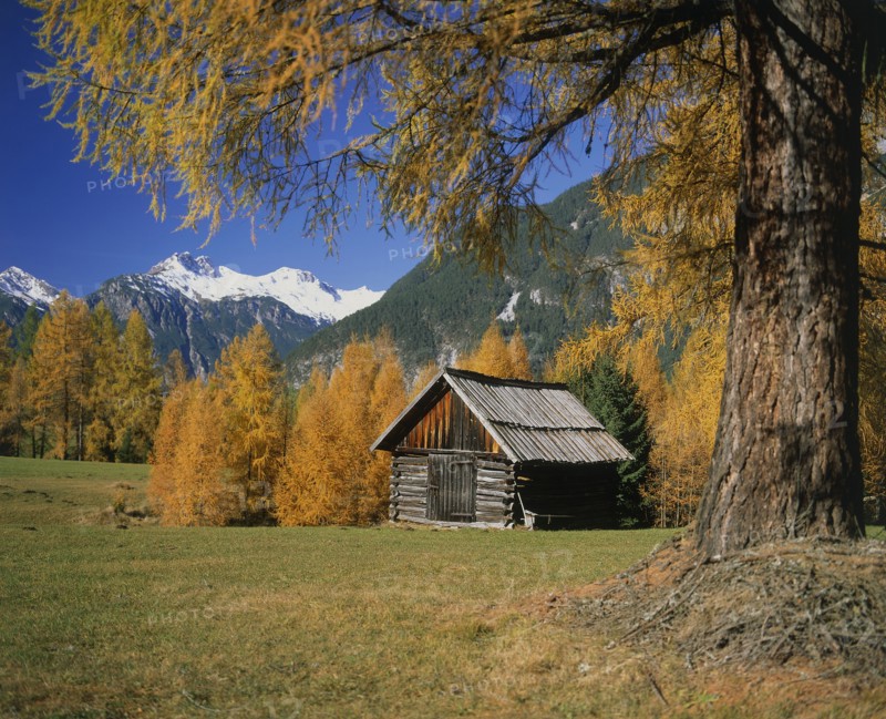 AUSTRIA, Tyrol, General, Wooden barn surrounded by trees in autumn colours with mountains beyond.