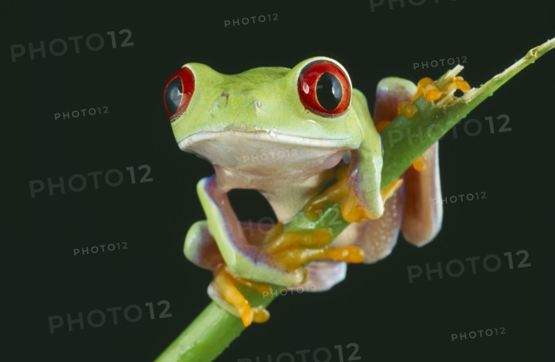 NATURAL HISTORY, Amphibian, Frog, Red eyed tree frog perched on twig