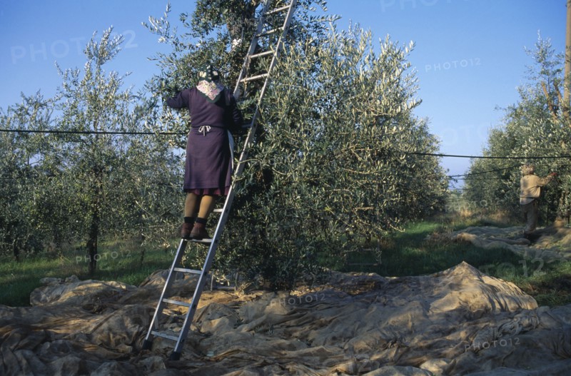 ITALY, Tuscany, Farming, Woman on a ladder picking olives by hand.