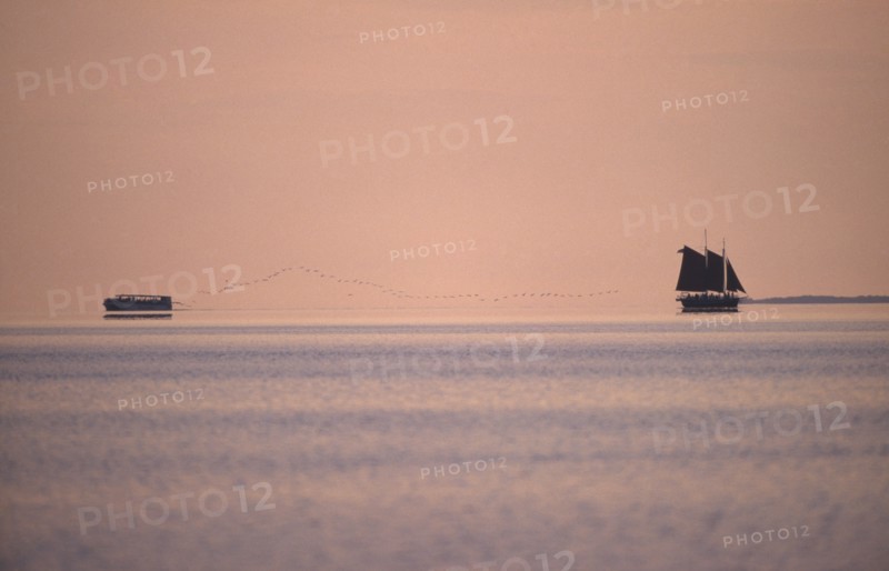 BIRD, Massed, In Flight, Florida.  Distant line of Flamingoes in flight over water between a sailing boat and ferry silhouetted against pale orange dusk sky.