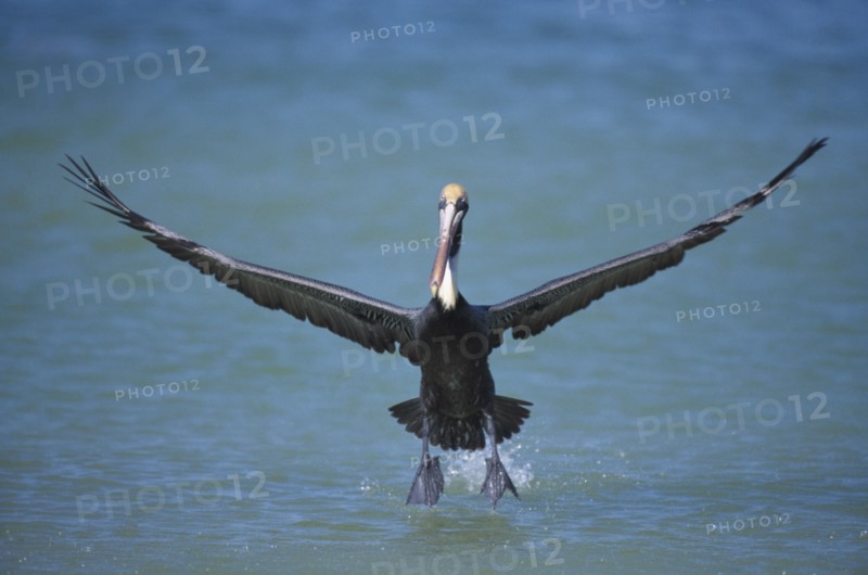 BIRD, Single, In Flight, "Marco Island in Florida.  Pelican, Pelican Occidentalis, in flight low over water, front on to camera.  "