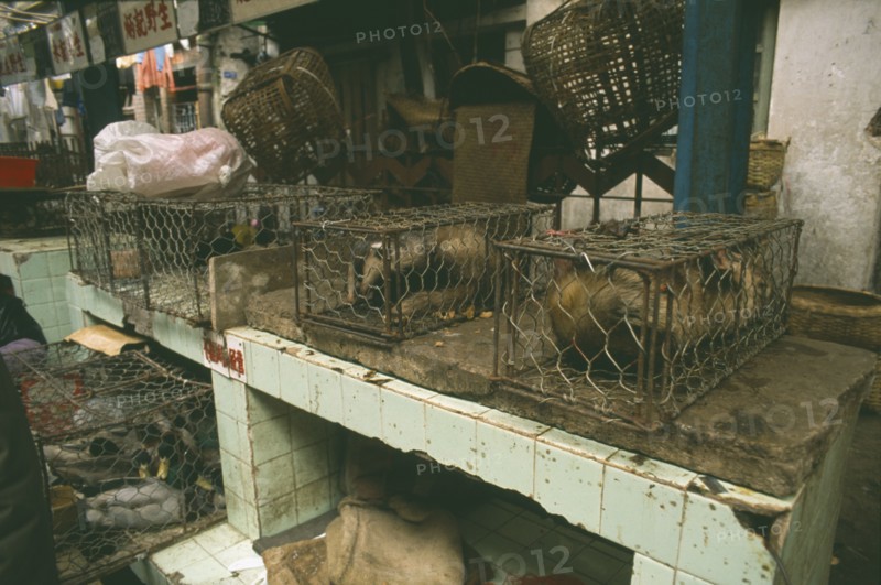 CHINA, Guangdong, Guangzhou, Caged badgers in the market for sale as food