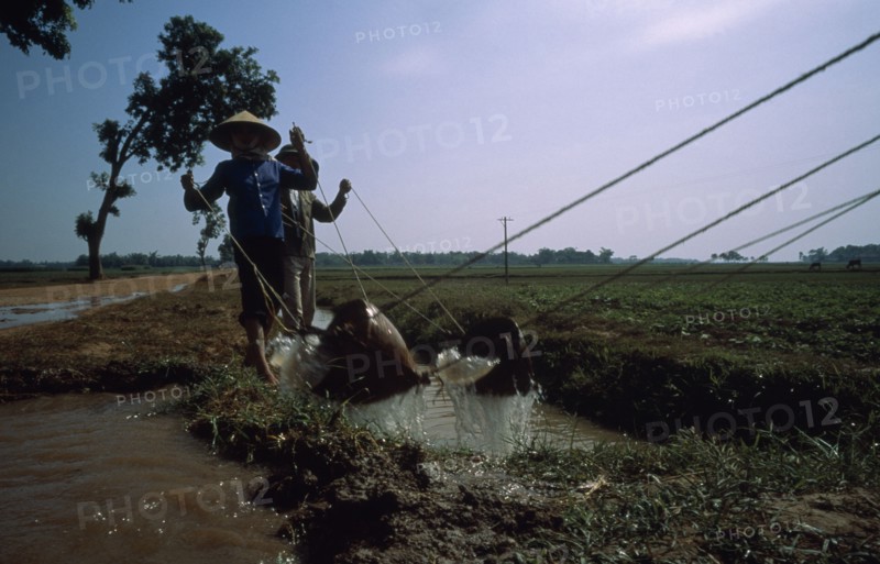 VIETNAM, Agriculture, Irrigation, Irrigating paddy fields along the road to Ha Bac.