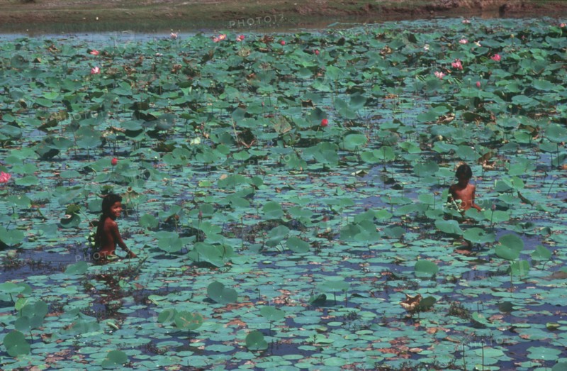 CAMBODIA, Svay Rieng, Two young girls amongst water lillies.