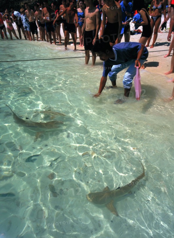 MALAYSIA, Kedah, Langkawi, Pulau Paya marine national park with tourists watching the hand feeding of the sharks at the water’s edge