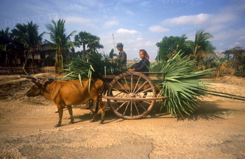 CAMBODIA, Kompong Thom, Oxen pulling cart carrying palms on Route 6 West near Prasat.
